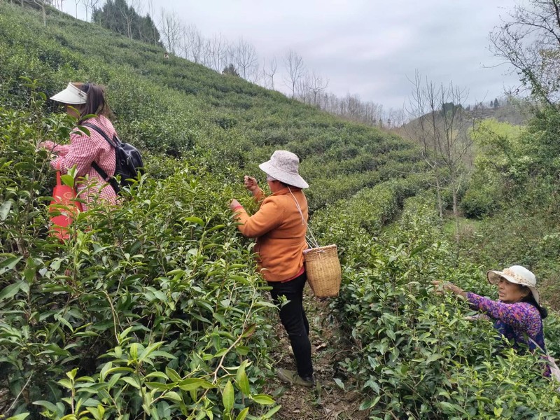 陜煤建設(shè)定點(diǎn)幫扶村：春茶采摘忙，茶香促振興